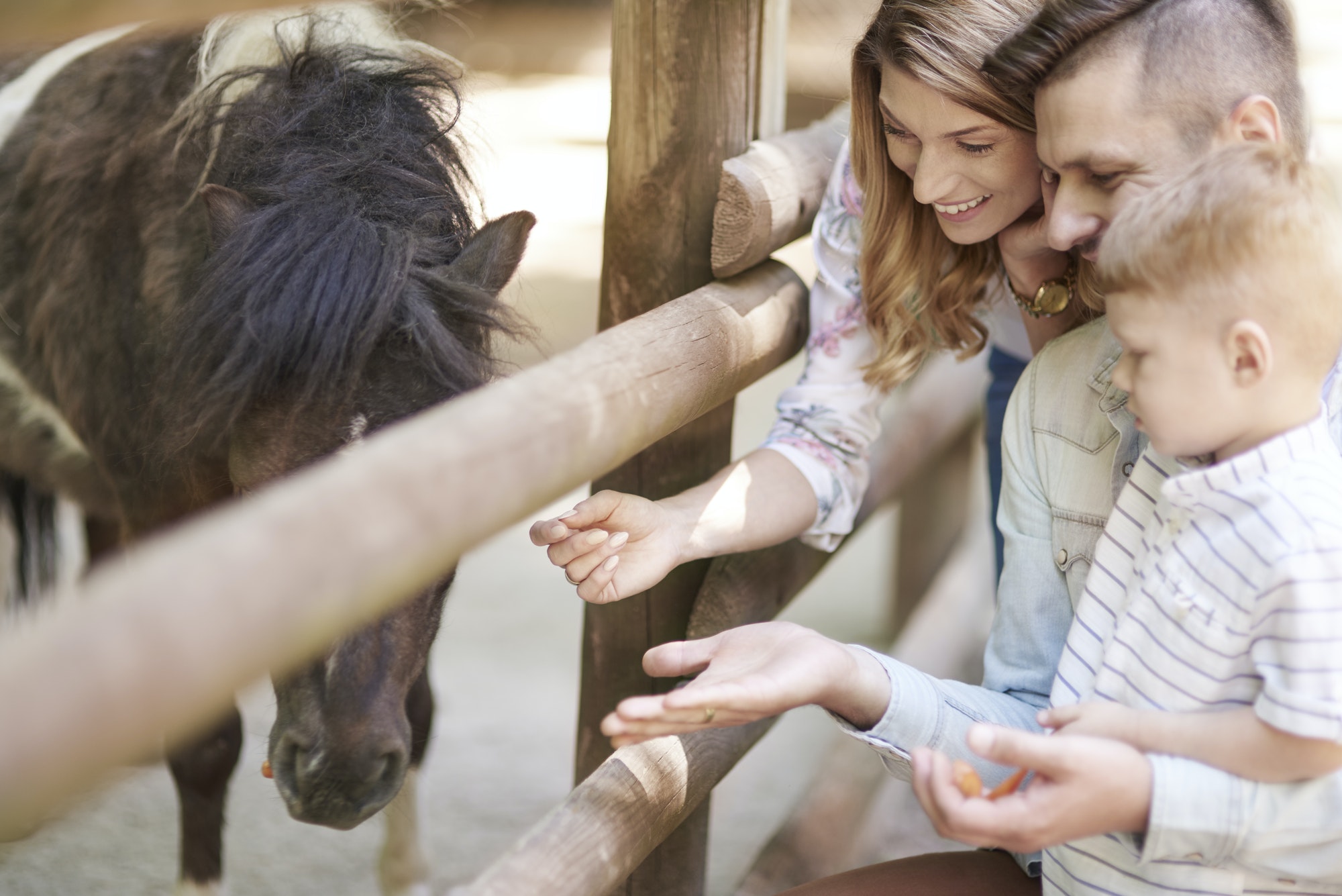 feeding-little-horse-at-the-zoo